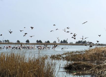 Vacaciones en Familia (Delta del Ebro) - BuscoUnChollo.com